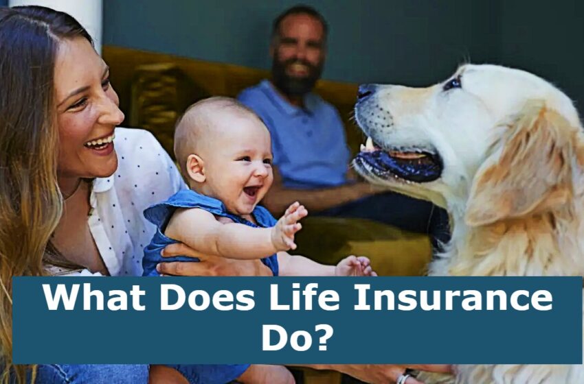  What Does Life Insurance Do?